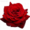 Розы Чайно - гибридные