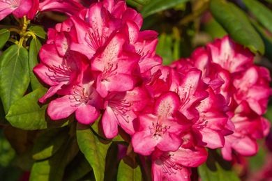 В чем разница между рододендронами и азалиями?