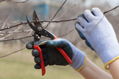 Когда подрезать плодовые деревья