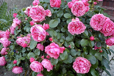 Как правильно укрыть розы на зиму — лучшие варианты зимнего укрытия