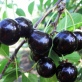 Вишня Черная крупная