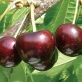 Вишня Крупноплодная