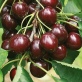 Черевишня Шоколадница