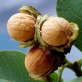 Орех Пинский