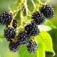Ежевика Черный принц