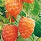 Малина Оранжевое чудо