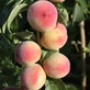 Персик колоновидный Сувенир