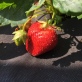 Клубники Гигантелла